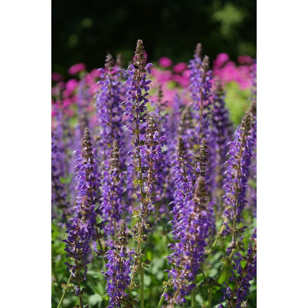 Sauge des prés - Salvia pratensis 