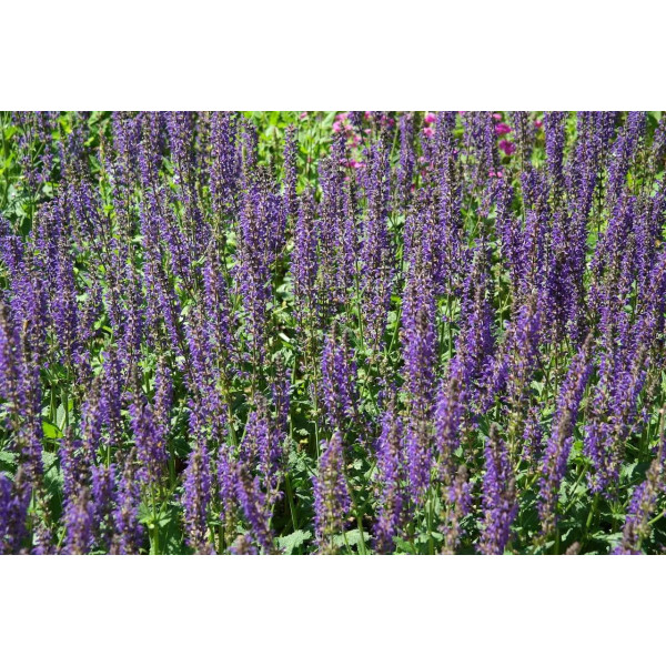 Sauge des prés - Salvia pratensis 