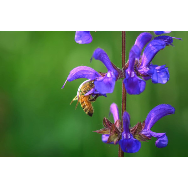 Sauge des prés - Salvia pratensis 