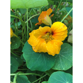 Capucines grimpantes à fleurs simples mix  2