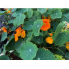 Capucines grimpantes à fleurs simples mix 