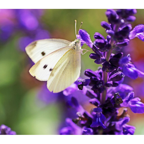 Sauge des prés - Salvia pratensis 