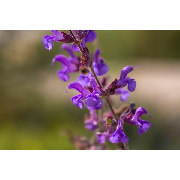 Sauge des prés - Salvia pratensis 