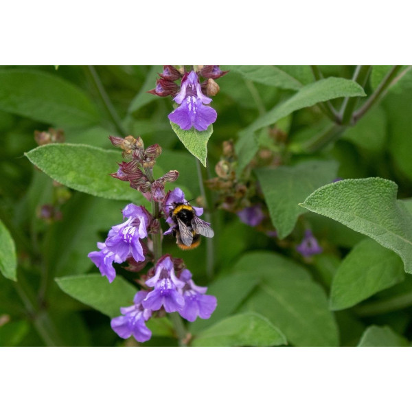 Sauge des prés - Salvia pratensis 