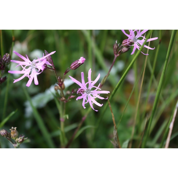 Lychnis flos-cuculi 'Fleur de Coucou' 
