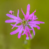 Lychnis flos-cuculi 'Fleur de Coucou' 