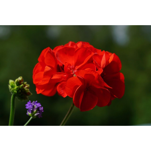 Géranium 'F2 Dancer Mix' et Rouge 