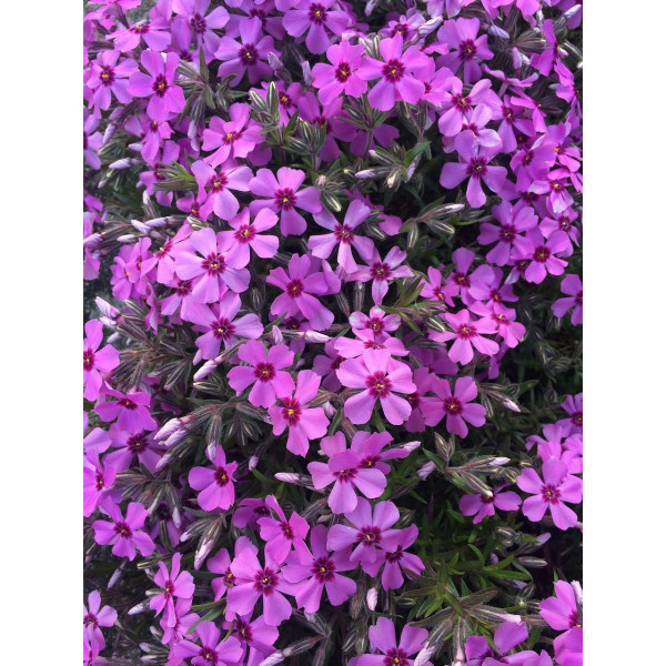 Phlox annuel de Drummond 'Grandiflora Mix' 