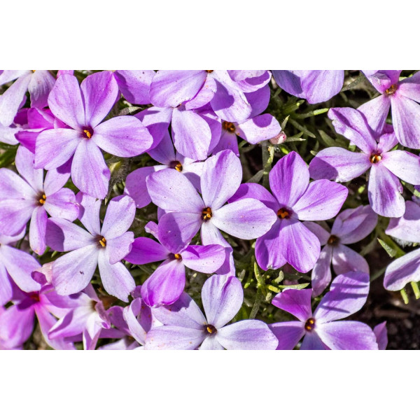 Phlox annuel de Drummond 'Grandiflora Mix' 