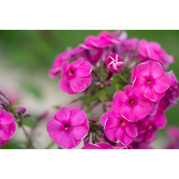 Phlox annuel de Drummond 'Grandiflora Mix' 