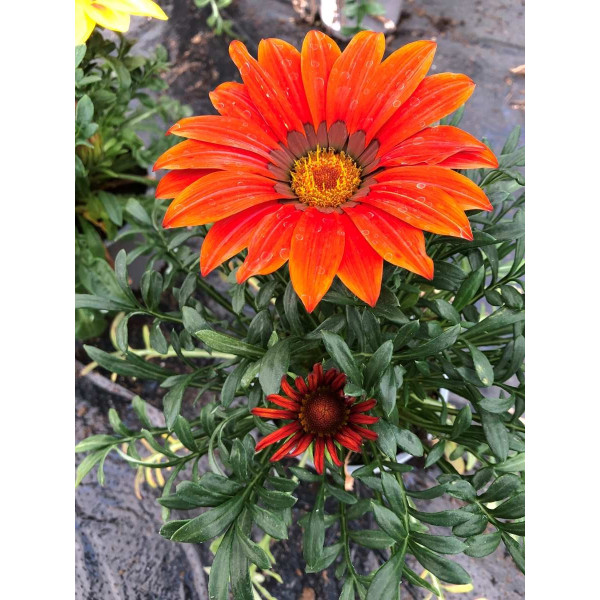 Gazania zany F1 mix 