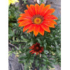 Gazania zany F1 mix 