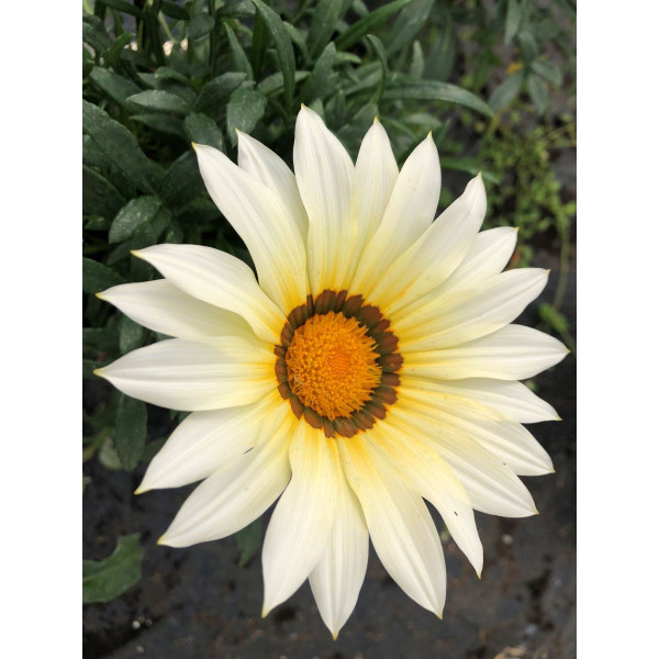 Gazania zany F1 mix 