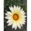 Gazania zany F1 mix 