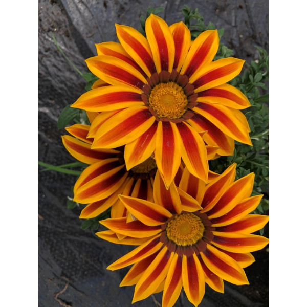 Gazania zany F1 mix 