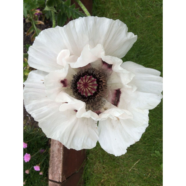 Coquelicot double mix 