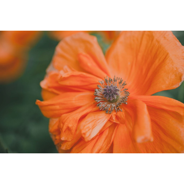 Coquelicot double mix 