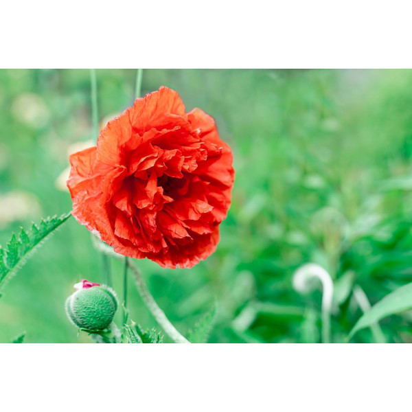 Coquelicot double mix 