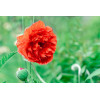 Coquelicot double mix 