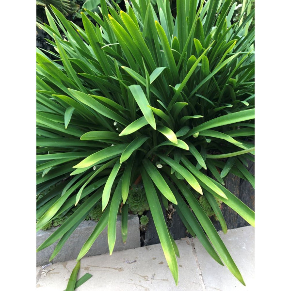 Agapanthe Bleue - Umbellatus blue Umbrella 