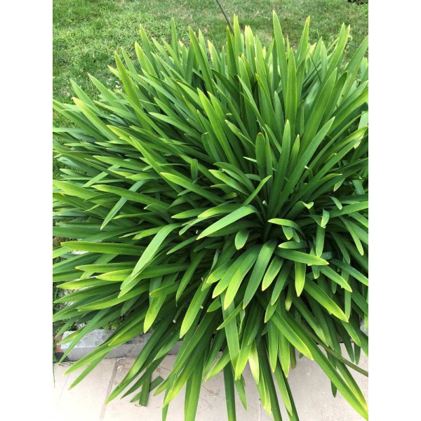 Agapanthe Bleue - Umbellatus blue Umbrella 