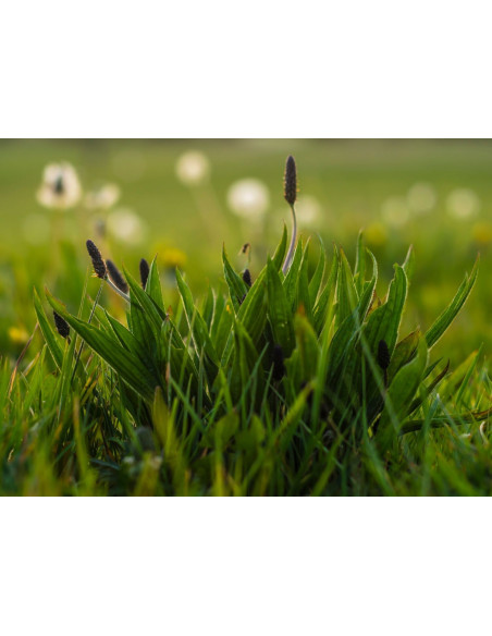 Plantain Lancéolé - Plantago Lanceolata 