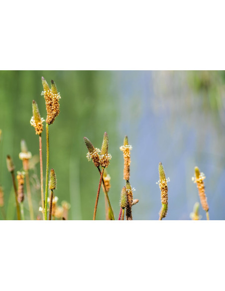 Plantain Lancéolé - Plantago Lanceolata 
