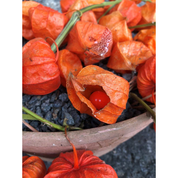 Amour en Cage - Physalis alkekengi var, Franchetii 