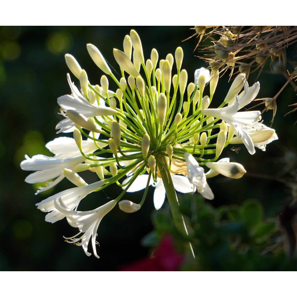 Agapanthe Blanche - Umbellatus White Umbrella 