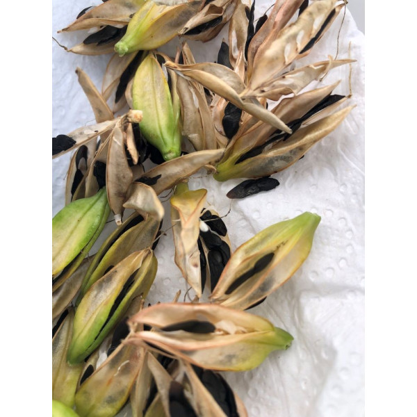 Agapanthe Blanche - Umbellatus White Umbrella 