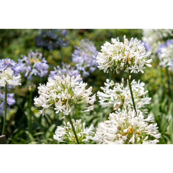 Agapanthe Blanche - Umbellatus White Umbrella 