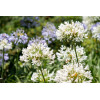 Agapanthe Blanche - Umbellatus White Umbrella 