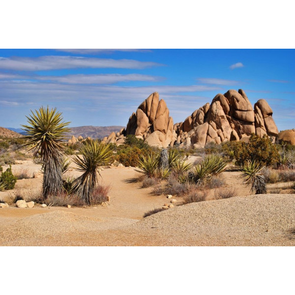 Yucca rostrata 