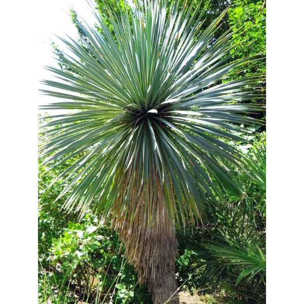 Yucca rostrata 