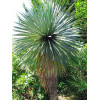 Yucca rostrata 