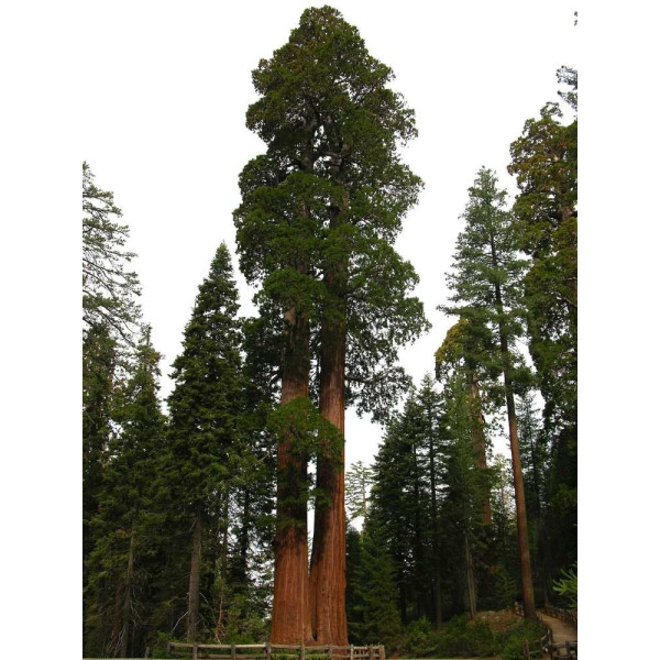 Sequoia géant - Sequioadendron giganteum 