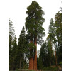 Sequoia géant - Sequioadendron giganteum 