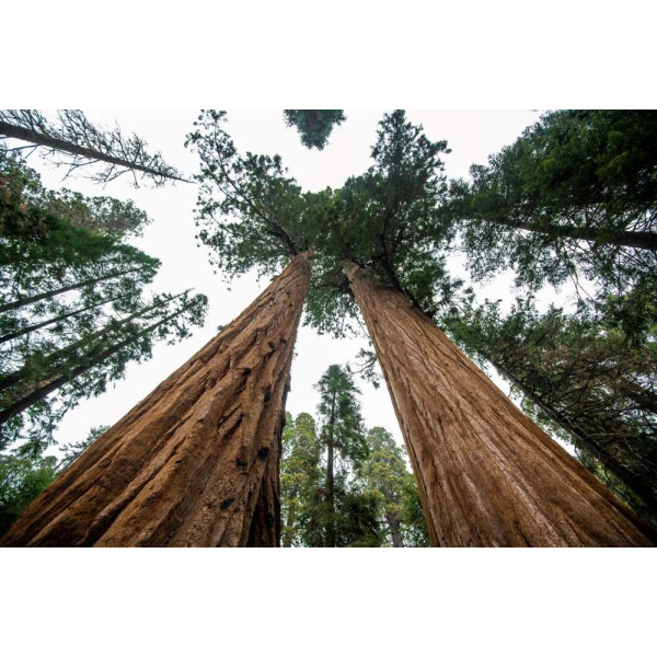Sequoia géant - Sequioadendron giganteum 
