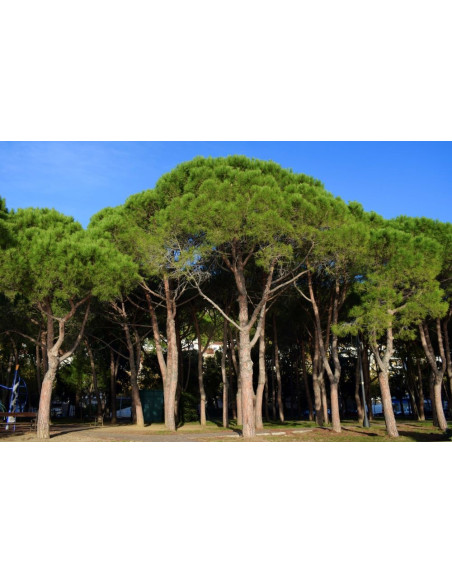Pin Parasol - Pinus pinea 