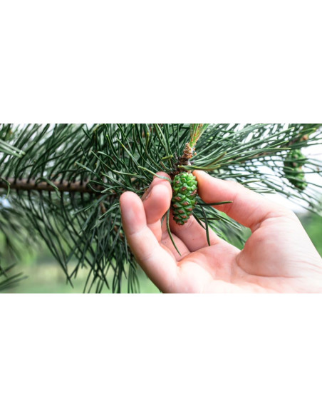 Pin Parasol - Pinus pinea 