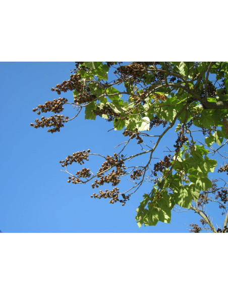 Paulownia tomentosa 