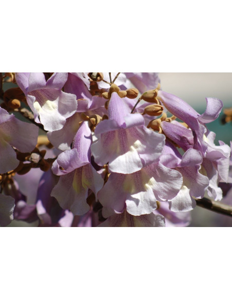 Paulownia tomentosa 