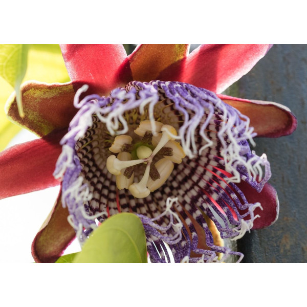 Passiflore - Passiflora quadrangularis 