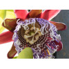 Passiflore - Passiflora quadrangularis 
