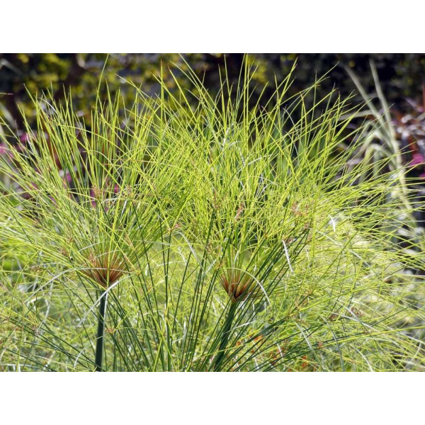 Papyrus du Nil - cyperus papyrus 