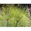 Papyrus du Nil - cyperus papyrus 
