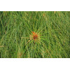 Papyrus du Nil - cyperus papyrus 