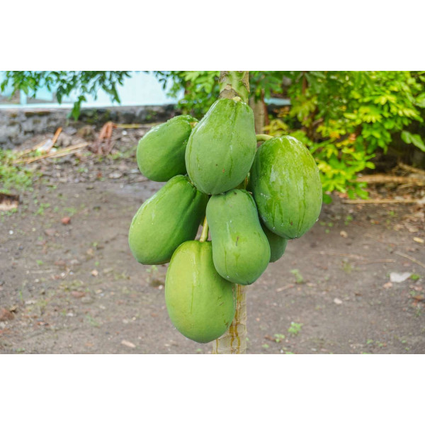 Papayer - Carica papaya 