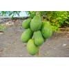 Papayer - Carica papaya 
