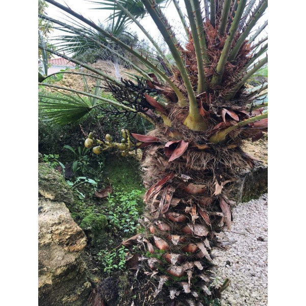 Palmier nain - Chamaerops Humilis 